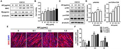 Aronia Upregulates Myogenic Differentiation and Augments Muscle Mass and Function Through Muscle Metabolism